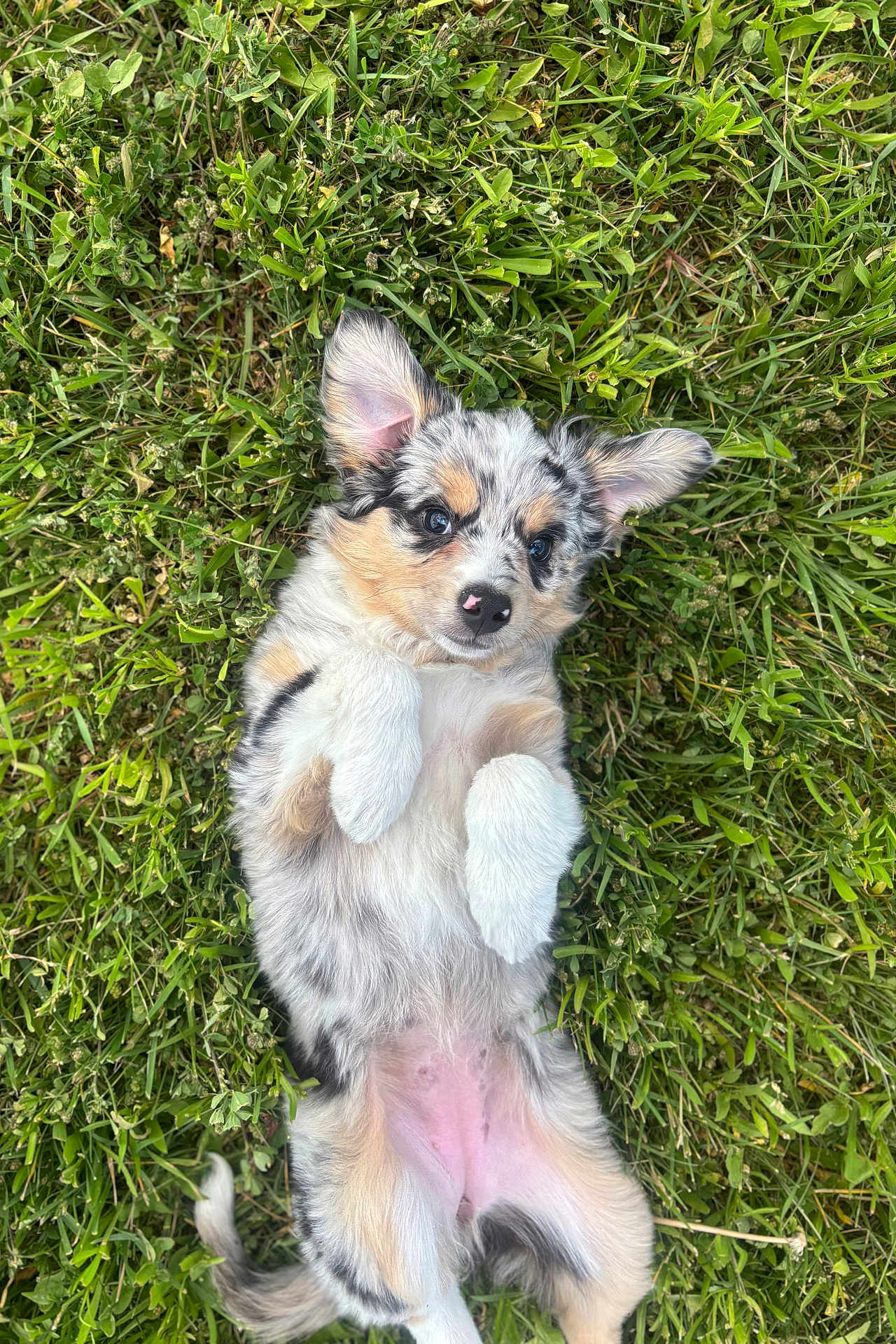 Mira is registered to the contest to win money with this photo: puppy, dog, grass, outdoor, cute, fluffy, lying_down, ears_up, fur, pet, animal, nature, playful, young, adorable, small, pink_nose, white_paws, relaxed, background