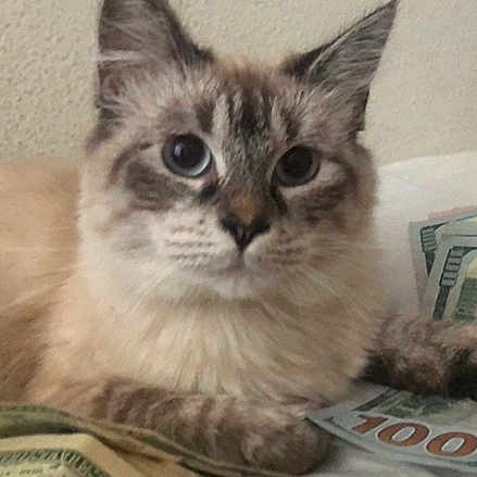Mochi