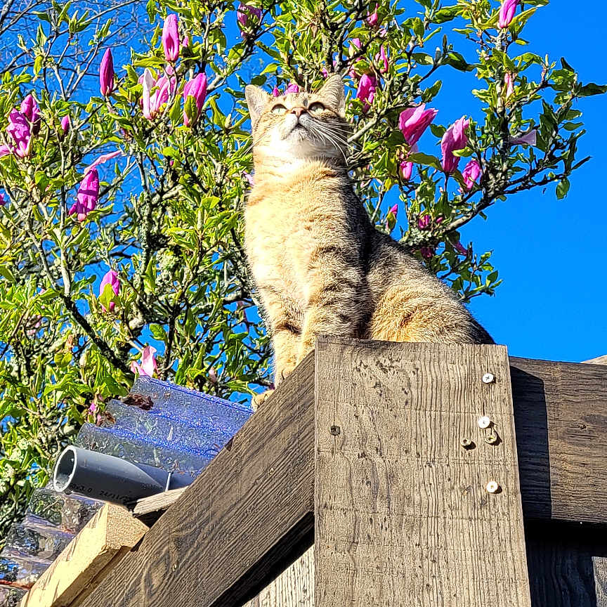 Kitty participe au concours pour gagner de l'argent avec cette photo : abyssinian, animal, arbour, cat, flower, garden, geranium, hardwood, manx, nature, outdoors, pet, petal, plant, pottedplant, purple, slate, summer, tree, wood