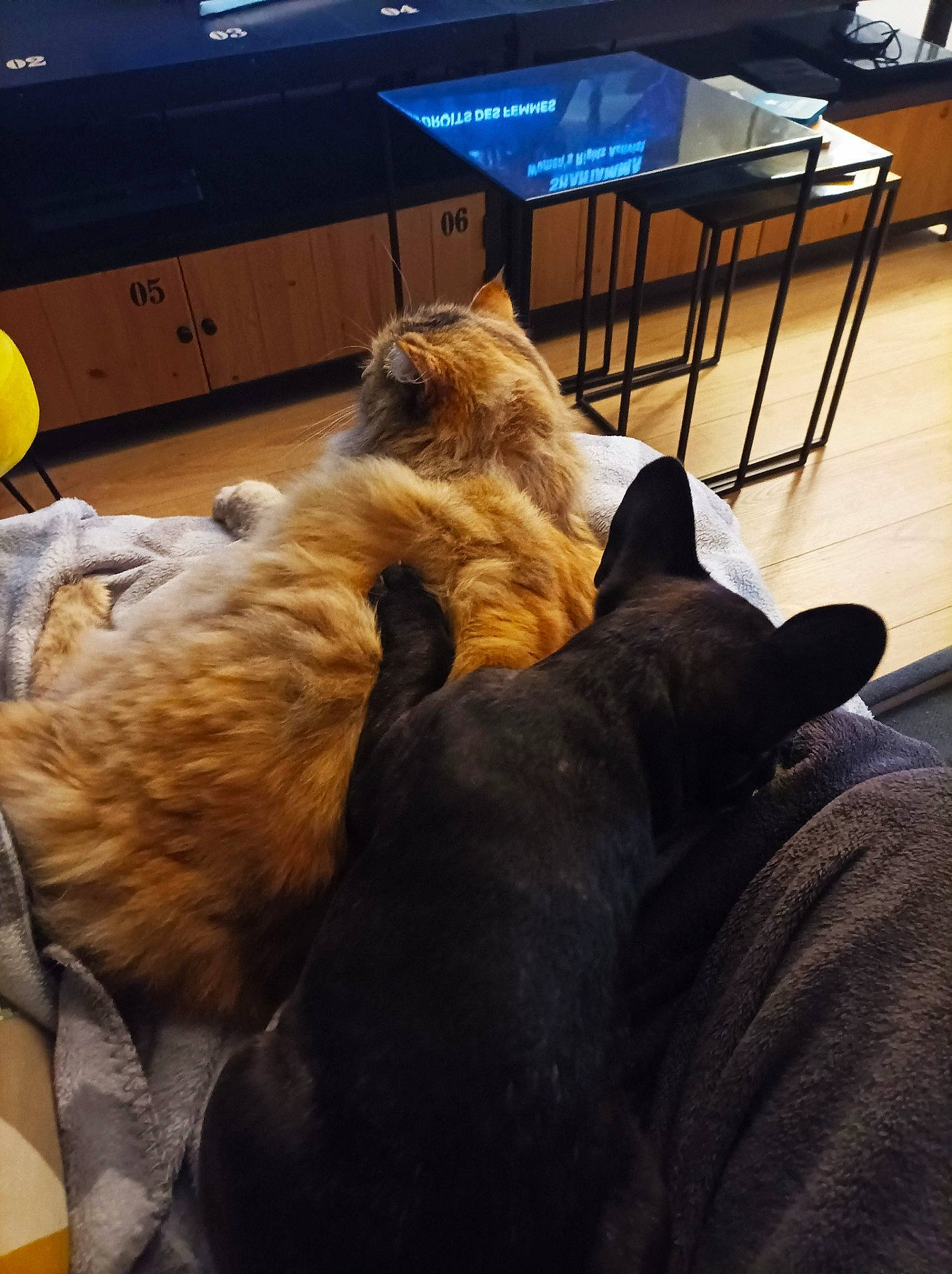 Nala participe au concours pour gagner de l'argent avec cette photo : canidae, carnivore, cat, comfort, companion_dog, dog_breed, domestic_short_haired_cat, fawn, felidae, flooring, fur, hardwood, lap, nap, room, small_to_medium_sized_cats, sporting_group, tail, whiskers, wood