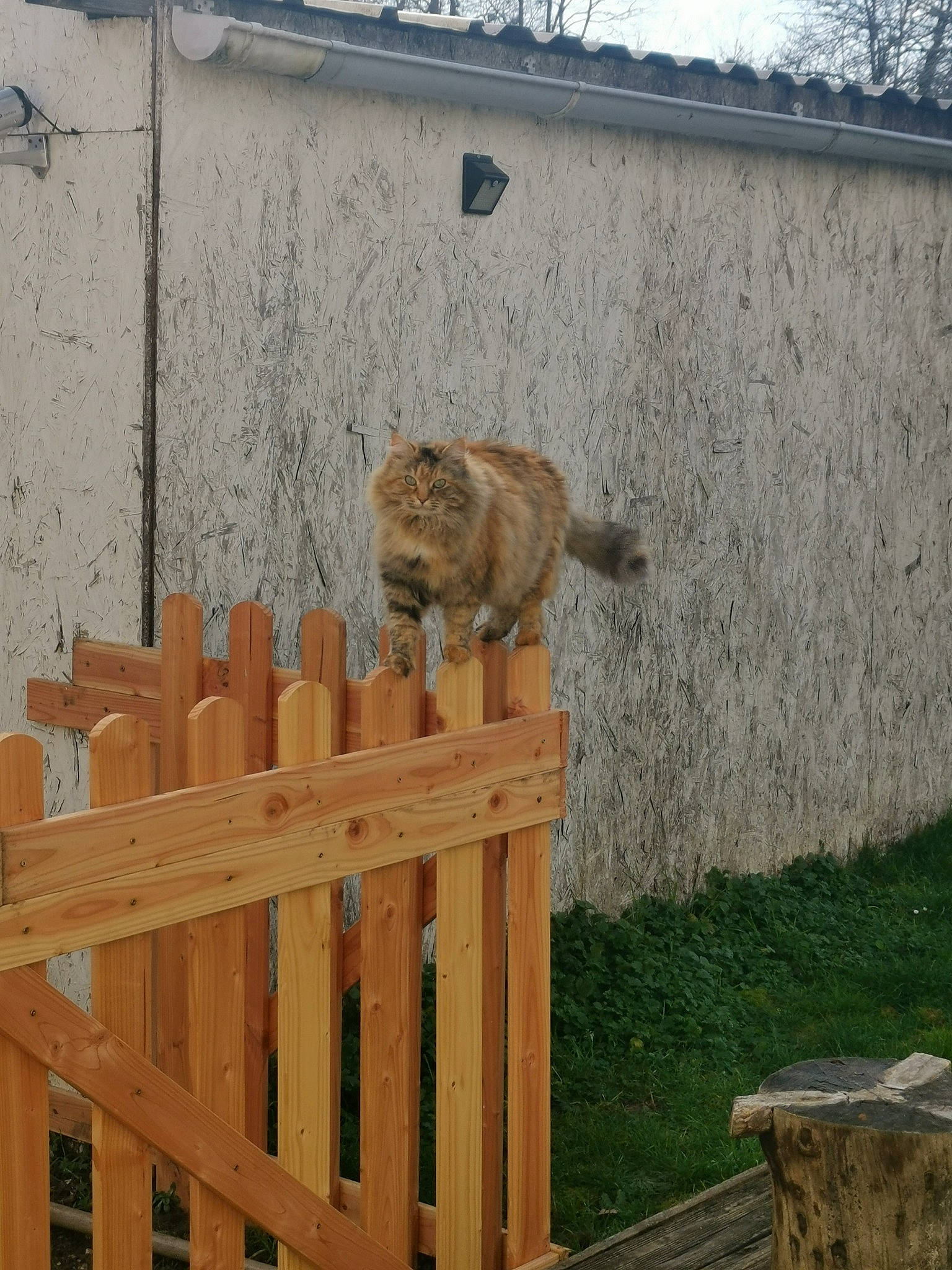 Nala a rejoint le concours — aidez-le/la à gagner de superbes lots ! art, big_cats, carnivore, fawn, felidae, fence, grass, hardwood, home_fencing, landscape, lion, lumber, picket_fence, plant, sculpture, snout, terrestrial_animal, tree, wood, wood_stain