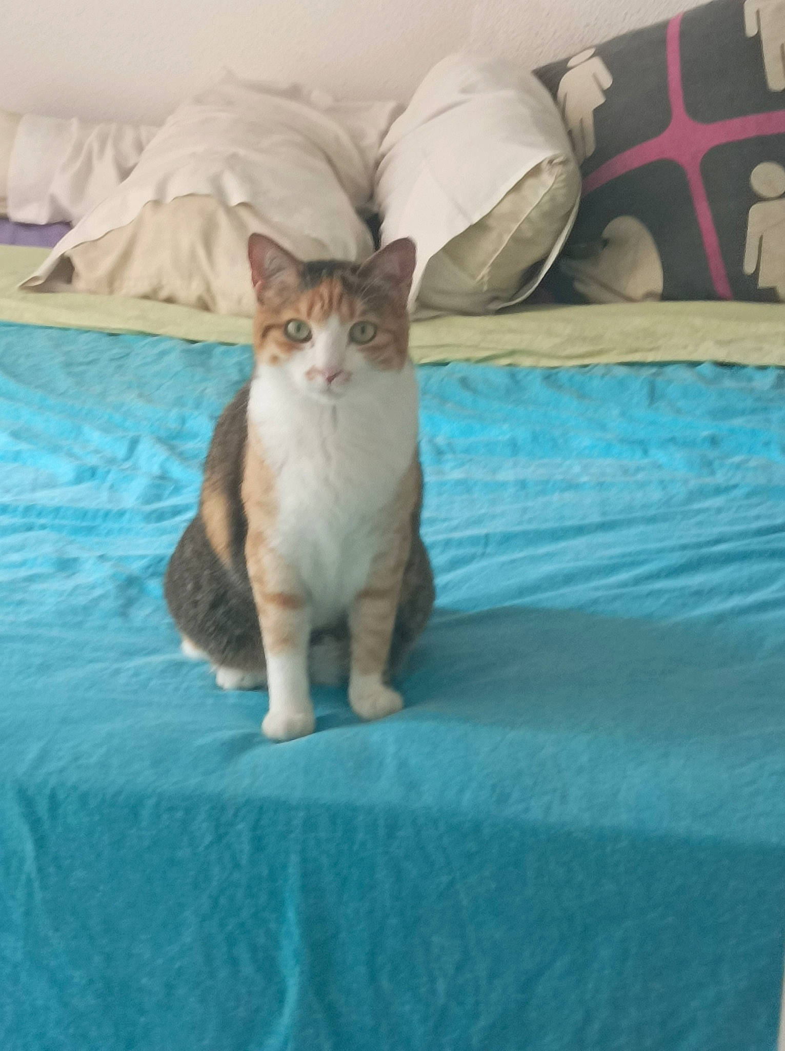 Petit participe au concours pour gagner de l'argent avec cette photo : bed_sheet, bedding, carnivore, cat, comfort, domestic_short_haired_cat, fawn, felidae, fur, linens, room, sitting, small_to_medium_sized_cats, snout, tail, terrestrial_animal, whiskers