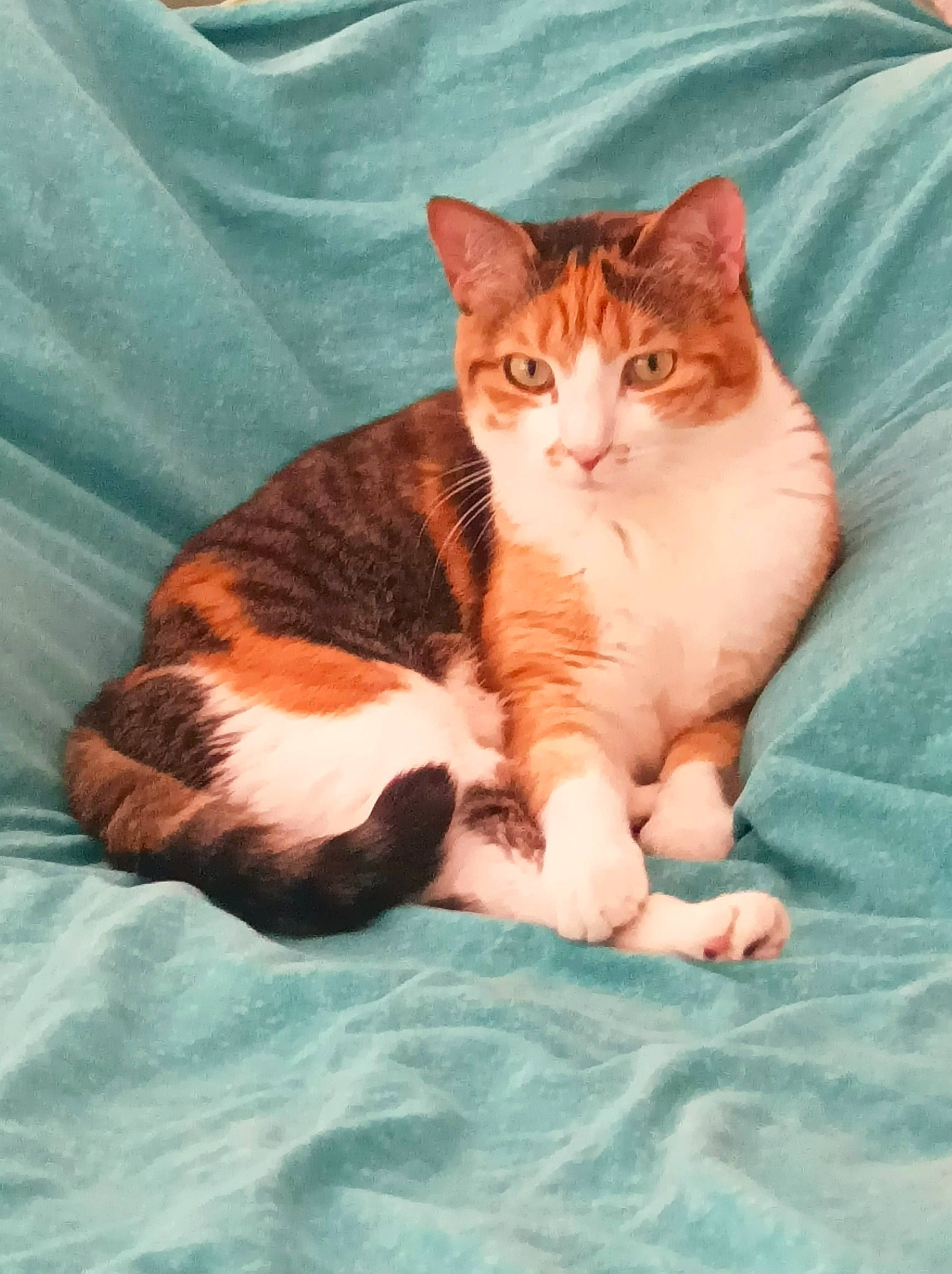 Petit a rejoint le concours — aidez-le/la à gagner de superbes lots ! art, bedding, carnivore, cat, cat_supply, comfort, domestic_short_haired_cat, fawn, felidae, fur, linens, paw, peach, sitting, sleeve, small_to_medium_sized_cats, snout, tail, terrestrial_animal, whiskers