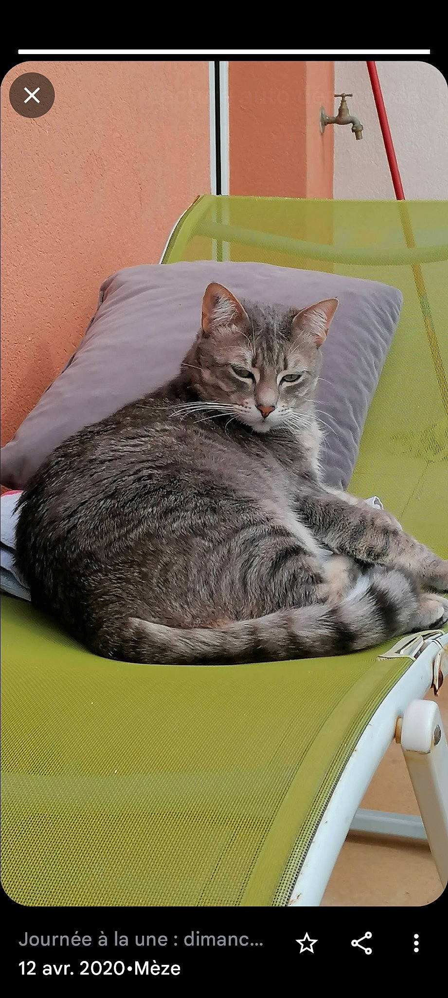 Bébé participe au concours pour gagner de l'argent avec cette photo : carnivore, cat, cat_bed, cat_supply, claw, comfort, domestic_short_haired_cat, felidae, fur, grass, grey, linens, paw, sitting, small_to_medium_sized_cats, snout, tail, terrestrial_animal, whiskers