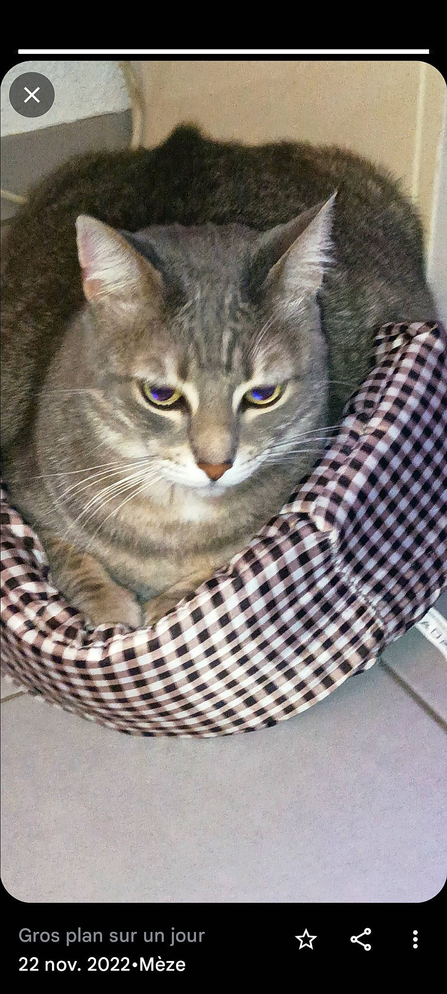 Bébé participe au concours pour gagner de l'argent avec cette photo : box, carnivore, cat, cat_bed, cat_furniture, cat_supply, circle, comfort, domestic_short_haired_cat, felidae, fur, grey, home_accessories, pattern, pet_supply, small_to_medium_sized_cats, snout, whiskers, wicker, wood