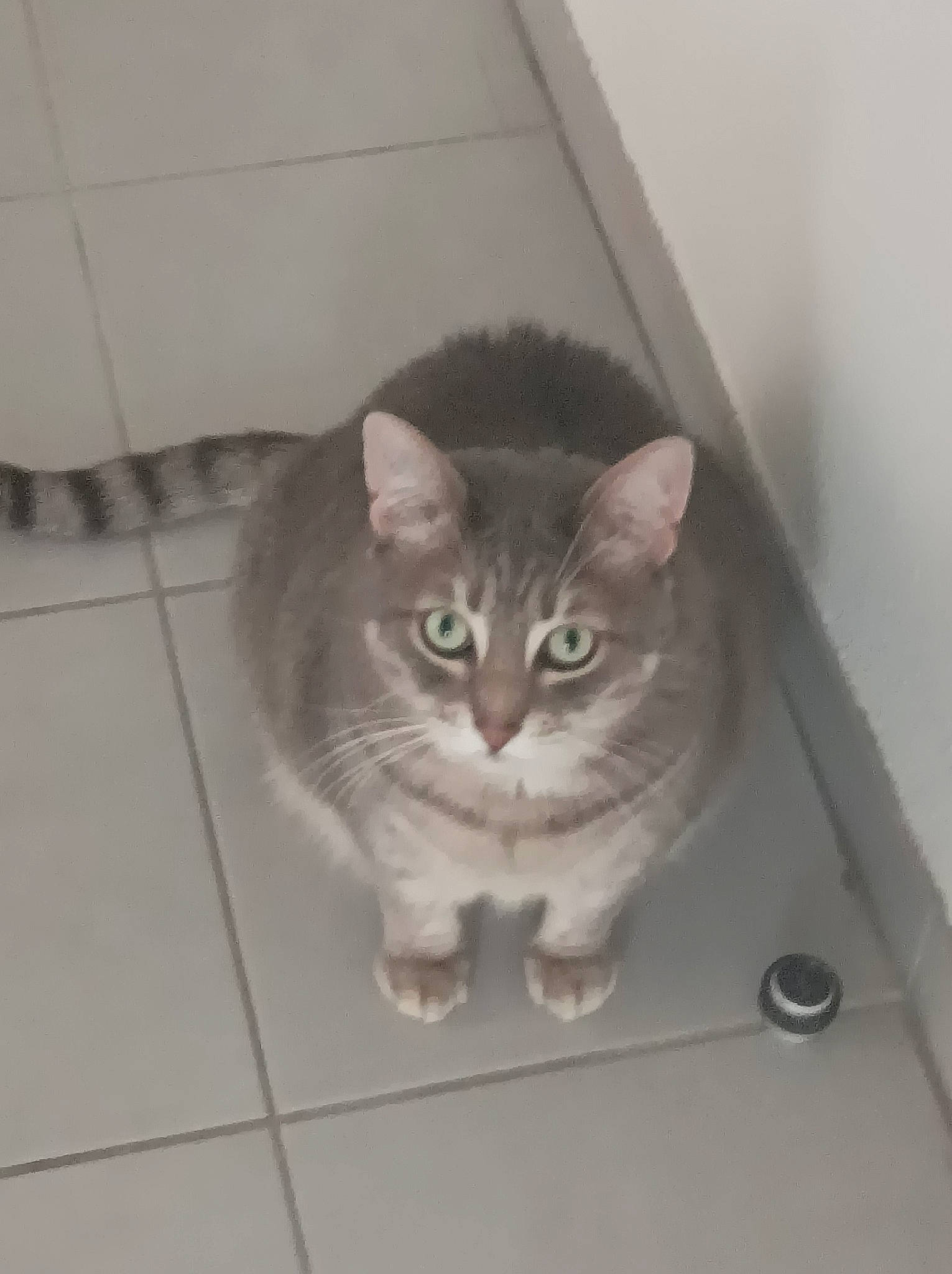 Bébé participe au concours pour gagner de l'argent avec cette photo : carnivore, cat, domestic_short_haired_cat, door, eye, felidae, flooring, fur, grey, hardwood, paw, small_to_medium_sized_cats, snout, tail, terrestrial_animal, whiskers, window, wood