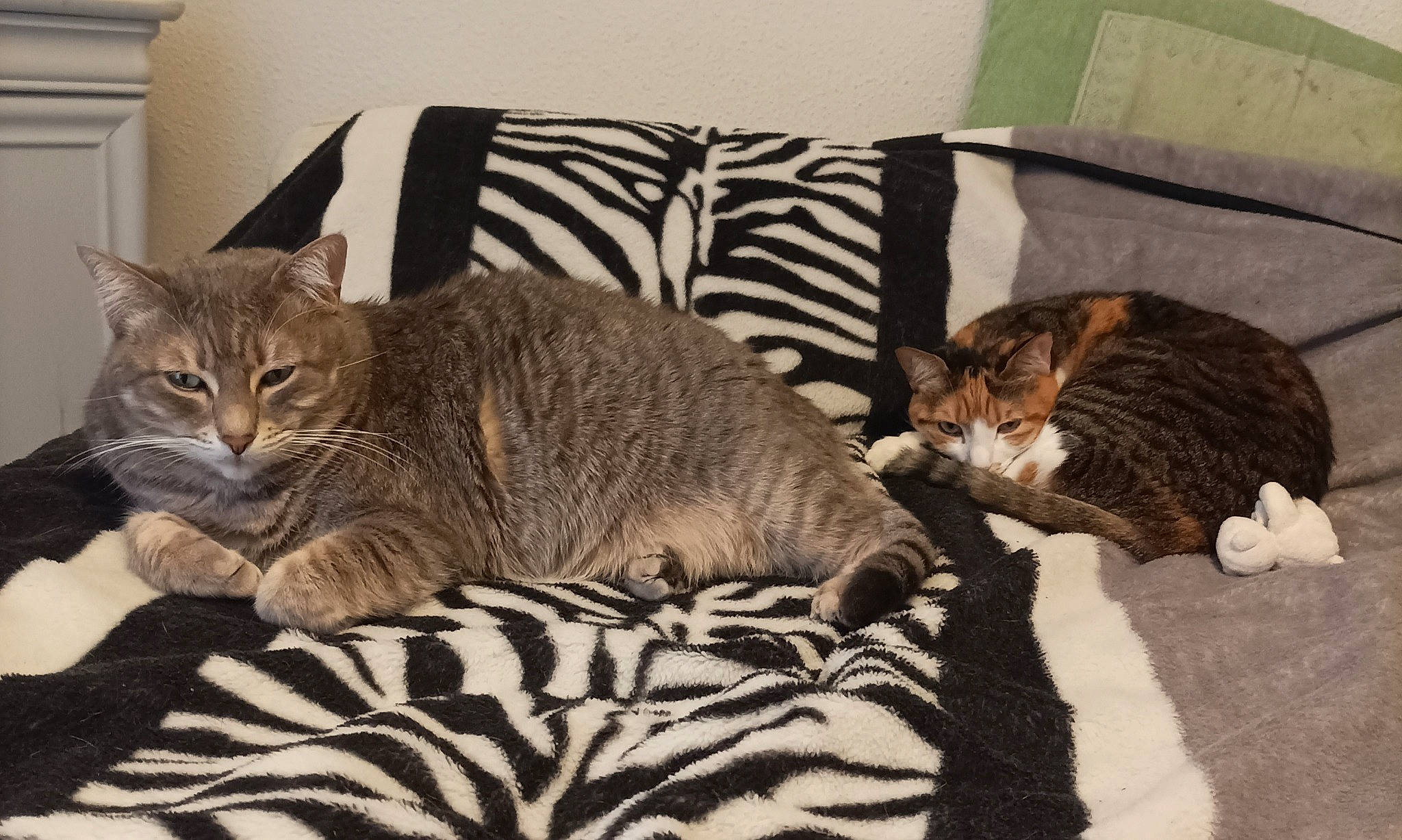 Bébé Et Petite a rejoint le concours — aidez-le/la à gagner de superbes lots ! bedding, carnivore, cat, cat_supply, comfort, domestic_short_haired_cat, fawn, felidae, fur, grey, linens, nap, paw, pet_supply, room, small_to_medium_sized_cats, snout, tail, terrestrial_animal, whiskers