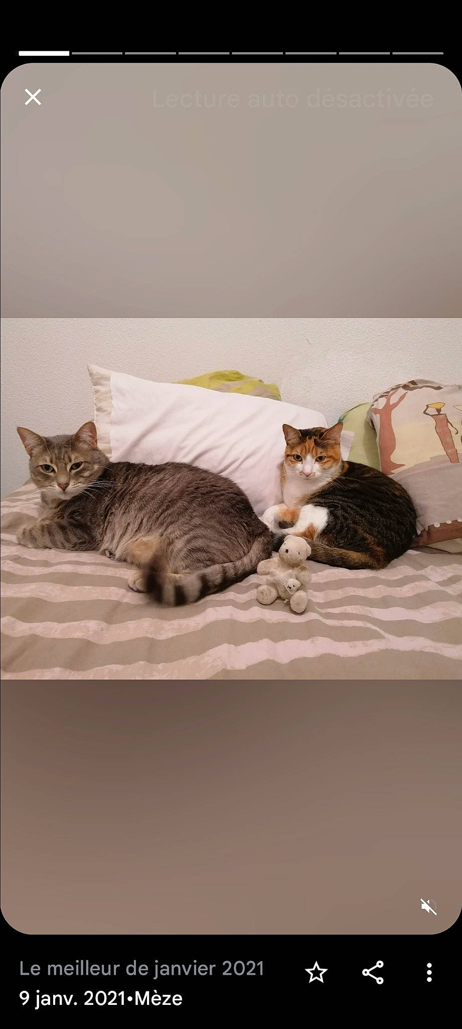 Bébé Et Petite a rejoint le concours — aidez-le/la à gagner de superbes lots ! carnivore, cat, comfort, couch, domestic_short_haired_cat, fawn, felidae, flooring, fur, grey, hardwood, linens, mammal, paw, room, sitting, small_to_medium_sized_cats, tail, whiskers, wood