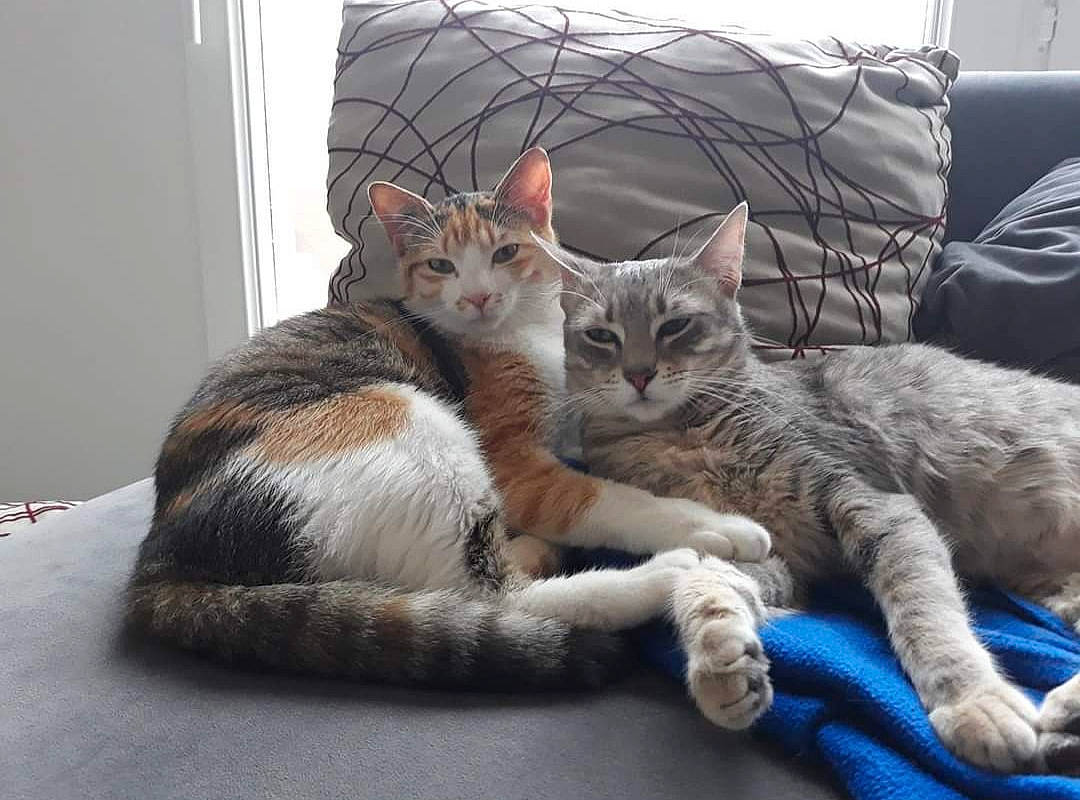 Bébé Et Petite participe au concours pour gagner de l'argent avec cette photo : carnivore, cat, claw, comfort, couch, domestic_short_haired_cat, felidae, fur, grey, nap, paw, room, sitting, small_to_medium_sized_cats, tail, whiskers