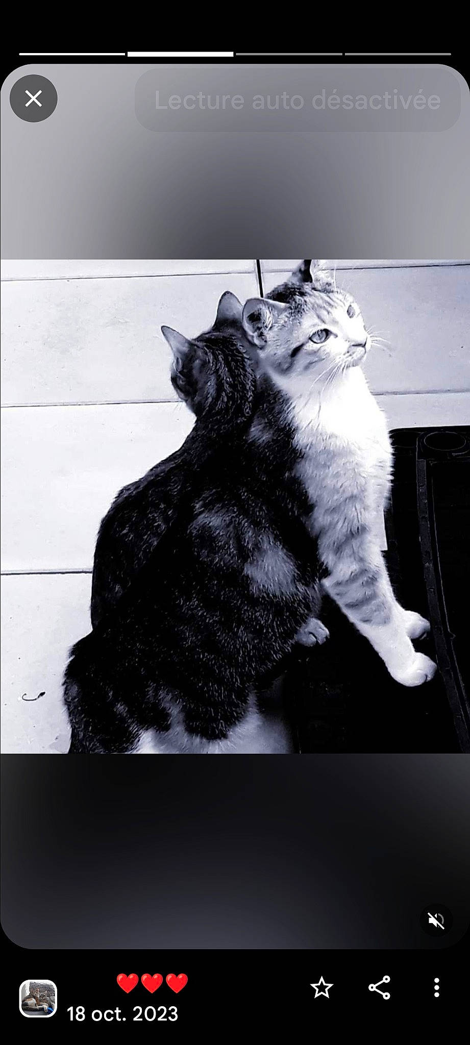 Bébé Et Petite participe au concours pour gagner de l'argent avec cette photo : art, black_cat, carnivore, cat, claw, darkness, domestic_short_haired_cat, felidae, fur, gesture, monochrome, monochrome_photography, paw, rectangle, small_to_medium_sized_cats, snout, tail, terrestrial_animal, whiskers, window