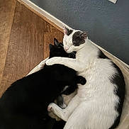 Koda And Migo joined the competition — help win amazing prizes! cat, black_cat, white_cat, snuggling, embrace, pet_bed, cozy, indoor, floor, wood_floor, wall, power_outlet, domestic_cat, feline, resting, sleeping, cute, animal, companionship, affection