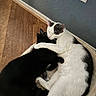 cat, black_cat, white_cat, snuggling, embrace, pet_bed, cozy, indoor, floor, wood_floor, wall, power_outlet, domestic_cat, feline, resting, sleeping, cute, animal, companionship, affection