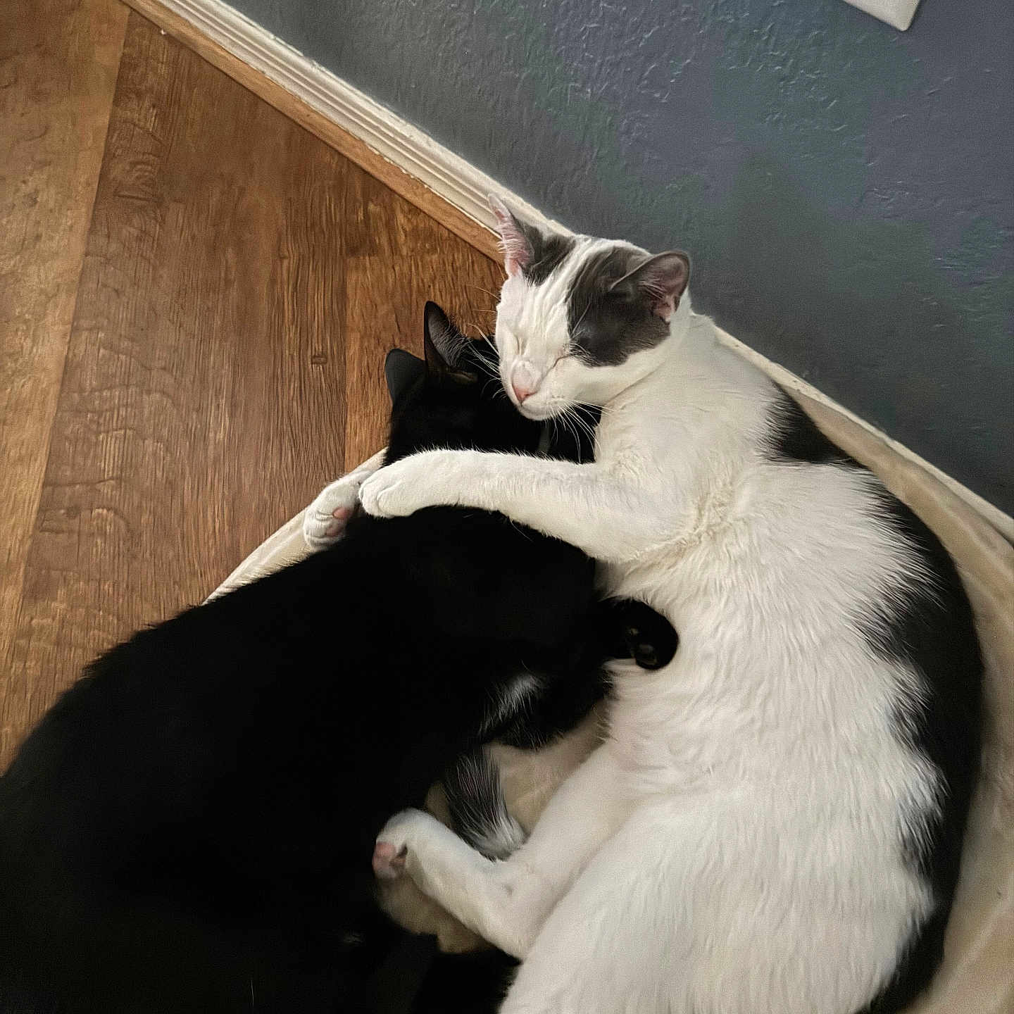 Koda And Migo