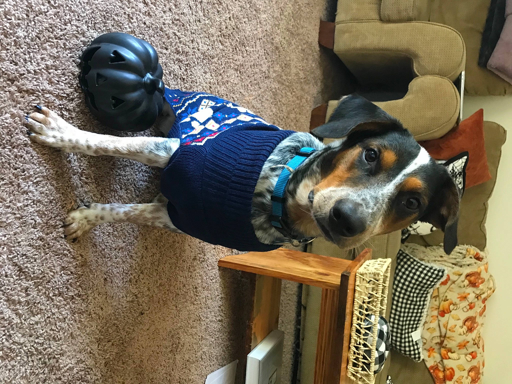 Finn is registered to the contest to win money with this photo: canidae, carnivore, collar, companion_dog, couch, dog, dog_breed, dog_clothes, dog_supply, huntaway, living_room, mammal, pet_supply, pillow, snout, sporting_group, vertebrate, working_animal, working_dog