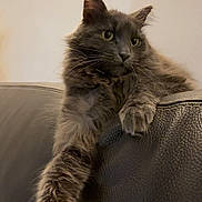 Thales a rejoint le concours — aidez-le/la à gagner de superbes lots ! cat, gray_cat, fluffy, feline, pet, animal, indoor, leather_couch, relaxed, paw, whiskers, long_fur, cute, home, domestic_cat, mammal, resting, comfortable, cozy, portrait