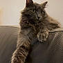 cat, gray_cat, fluffy, feline, pet, animal, indoor, leather_couch, relaxed, paw, whiskers, long_fur, cute, home, domestic_cat, mammal, resting, comfortable, cozy, portrait