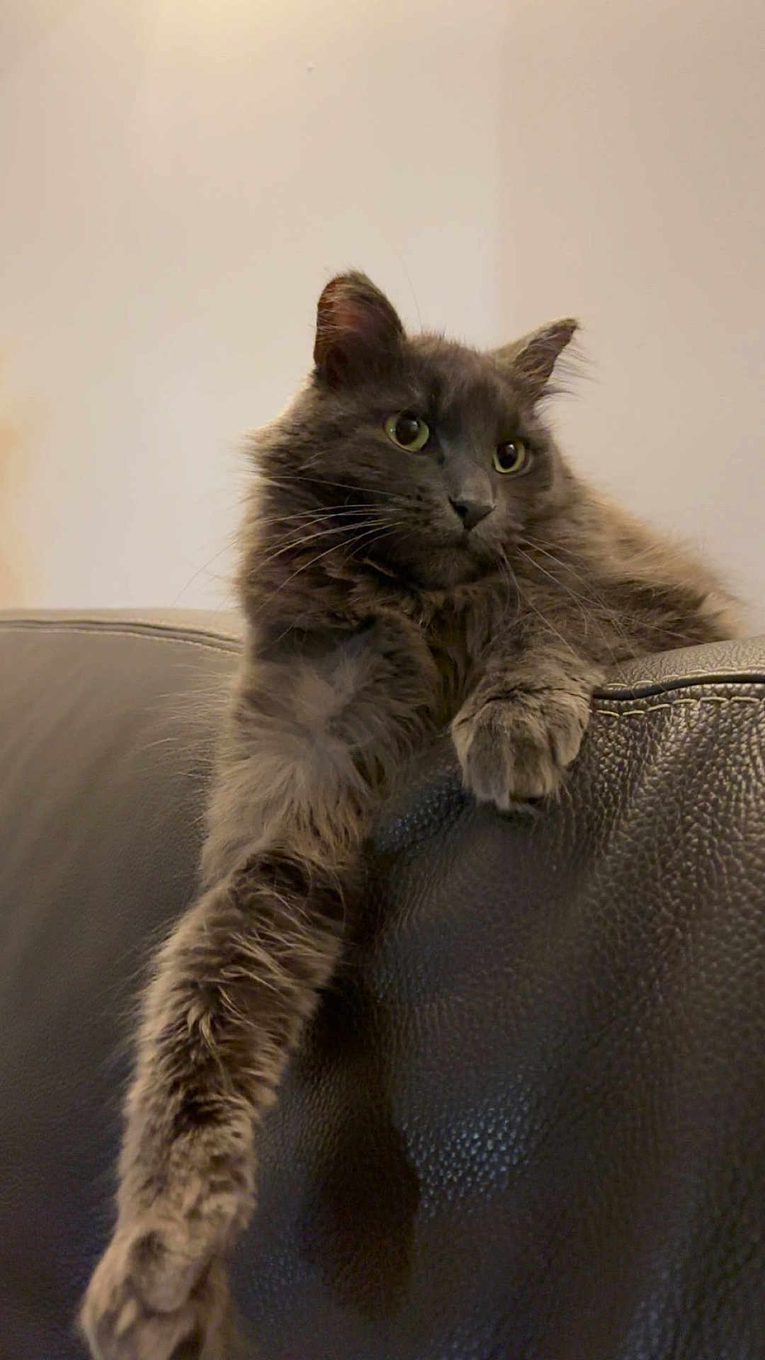 Thales a rejoint le concours — aidez-le/la à gagner de superbes lots ! cat, gray_cat, fluffy, feline, pet, animal, indoor, leather_couch, relaxed, paw, whiskers, long_fur, cute, home, domestic_cat, mammal, resting, comfortable, cozy, portrait