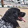 Uranus a rejoint le concours — aidez-le/la à gagner de superbes lots ! dog, black_and_white, panting, tongue_out, marine, boats, dock, outdoor, pet, canine, fur, collar, chain, side_view, happy, animal, nature, water, summer, sunlight