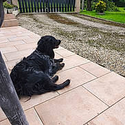 Uranus participe au concours pour gagner de l'argent avec cette photo : dog, black_dog, patio, tile_floor, gravel_driveway, gate, greenery, outdoor, animal, pet, relaxed, side_view, fur, grass, garden, nature, daylight, canine, quiet, resting