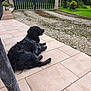 dog, black_dog, patio, tile_floor, gravel_driveway, gate, greenery, outdoor, animal, pet, relaxed, side_view, fur, grass, garden, nature, daylight, canine, quiet, resting