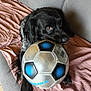 Uranus a rejoint le concours — aidez-le/la à gagner de superbes lots ! dog, black_dog, soccer_ball, couch, blanket, indoor, pet, animal, playing, cozy, fur, brown_eyes, resting, close_up, cute, domestic_animal, leisure, home, relaxing, toy
