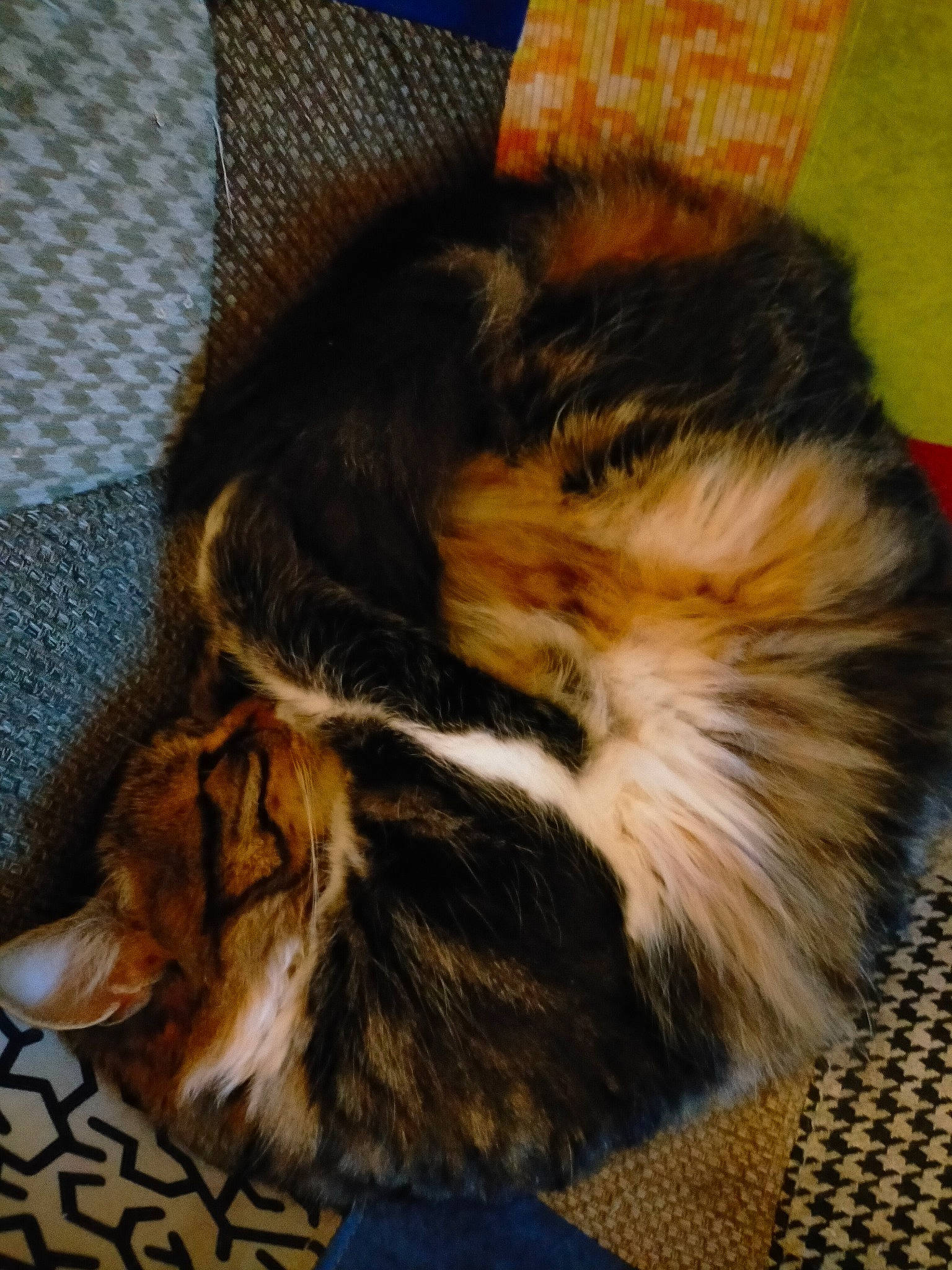 Princesse participe au concours pour gagner de l'argent avec cette photo : canidae, carnivore, cat, claw, comfort, companion_dog, dog_breed, fawn, felidae, flooring, fur, hardwood, liver, nap, paw, small_to_medium_sized_cats, snout, tail, terrestrial_animal, whiskers