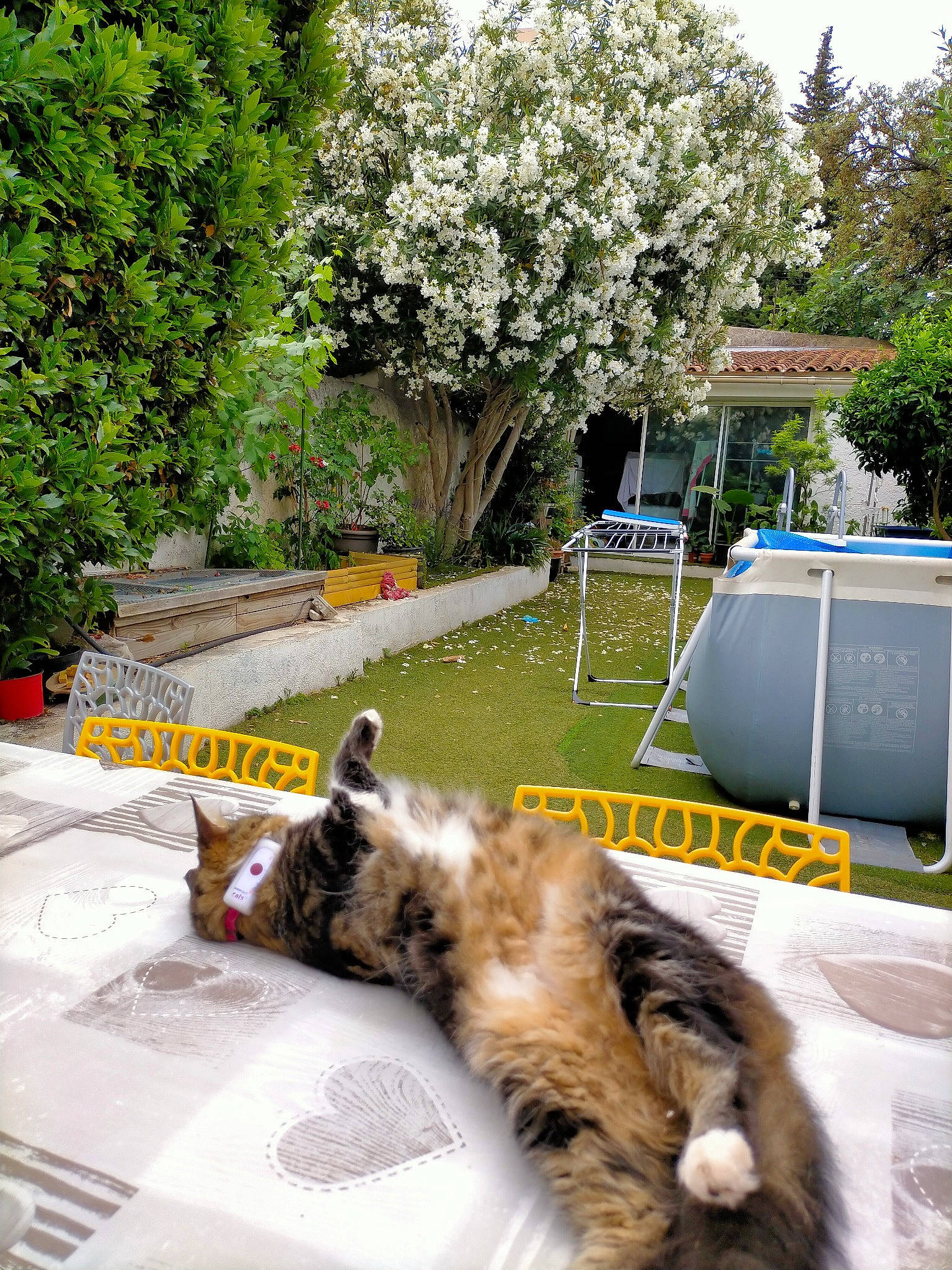 Princesse participe au concours pour gagner de l'argent avec cette photo : asphalt, carnivore, cat, chair, comfort, companion_dog, couch, dog_breed, felidae, garden, grass, lawn, leisure, morning, plant, shade, small_to_medium_sized_cats, tail, tree, whiskers