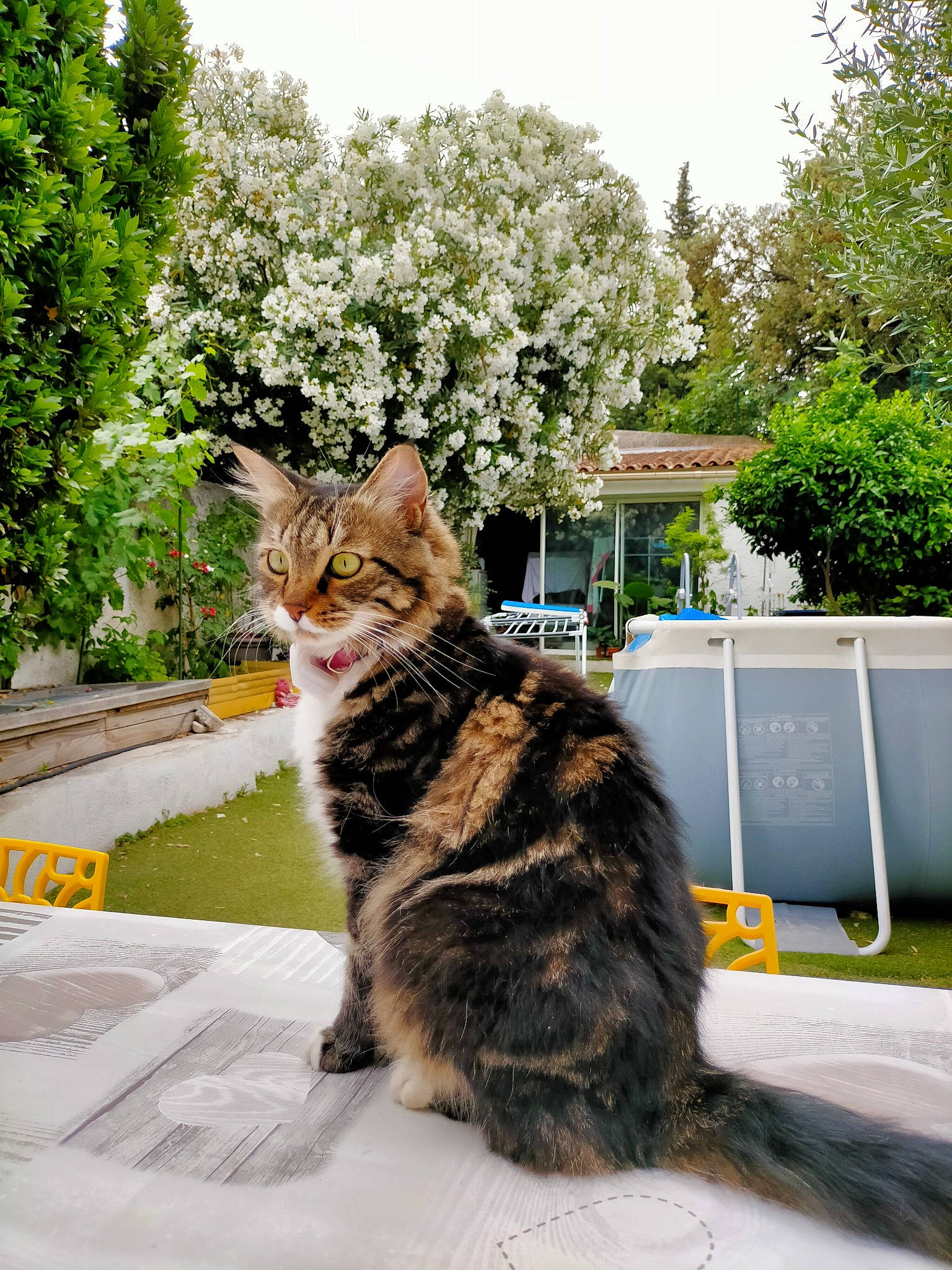 Princesse participe au concours pour gagner de l'argent avec cette photo : asphalt, carnivore, cat, domestic_short_haired_cat, felidae, fur, grass, leisure, plant, road_surface, sitting, sky, small_to_medium_sized_cats, snout, street, tail, terrestrial_animal, tree, whiskers, window