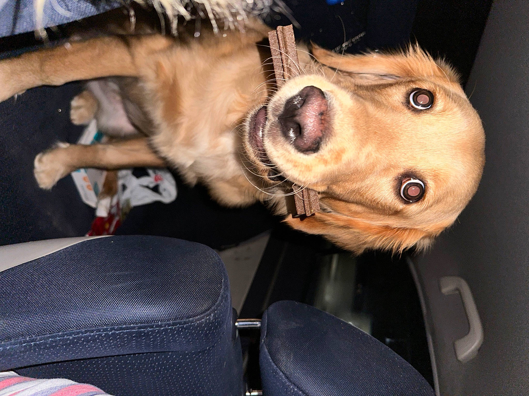 Remi joined the competition — help win amazing prizes! auto_part, canidae, car, car_seat, carnivore, collar, companion_dog, dog, dog_breed, dog_collar, ear, eyewear, fawn, fur, leash, snout, vehicle, vehicle_door, whiskers, working_animal