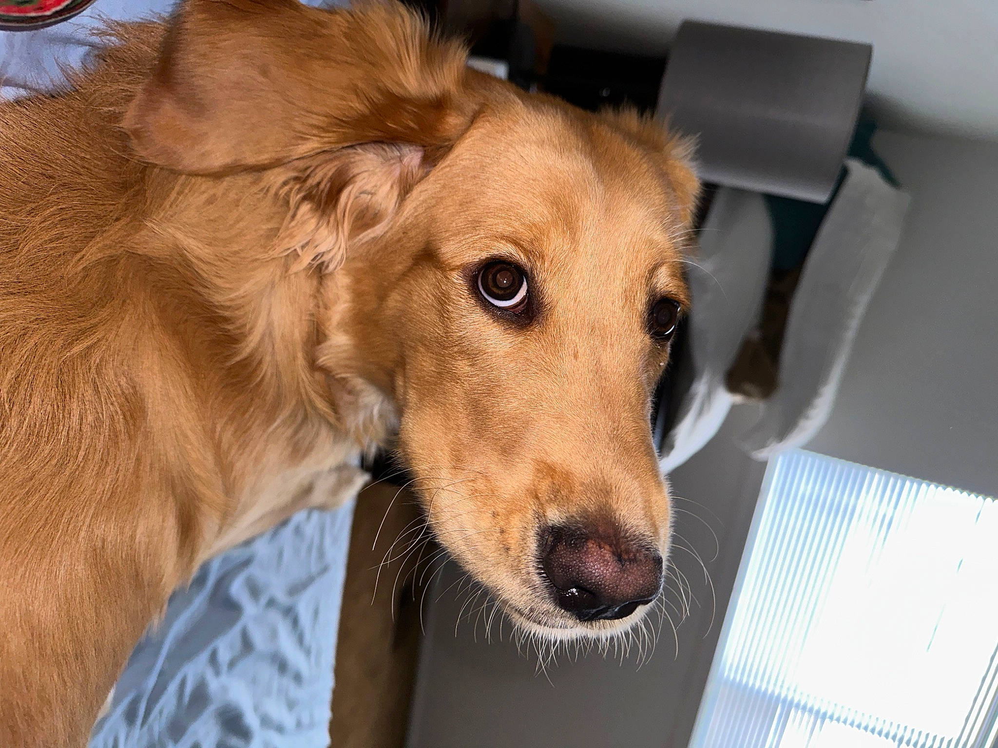 Remi joined the competition — help win amazing prizes! box, canidae, carnivore, collar, companion_dog, dog, dog_breed, dog_supply, fawn, fur, liver, pet_supply, snout, sporting_group, whiskers, working_animal