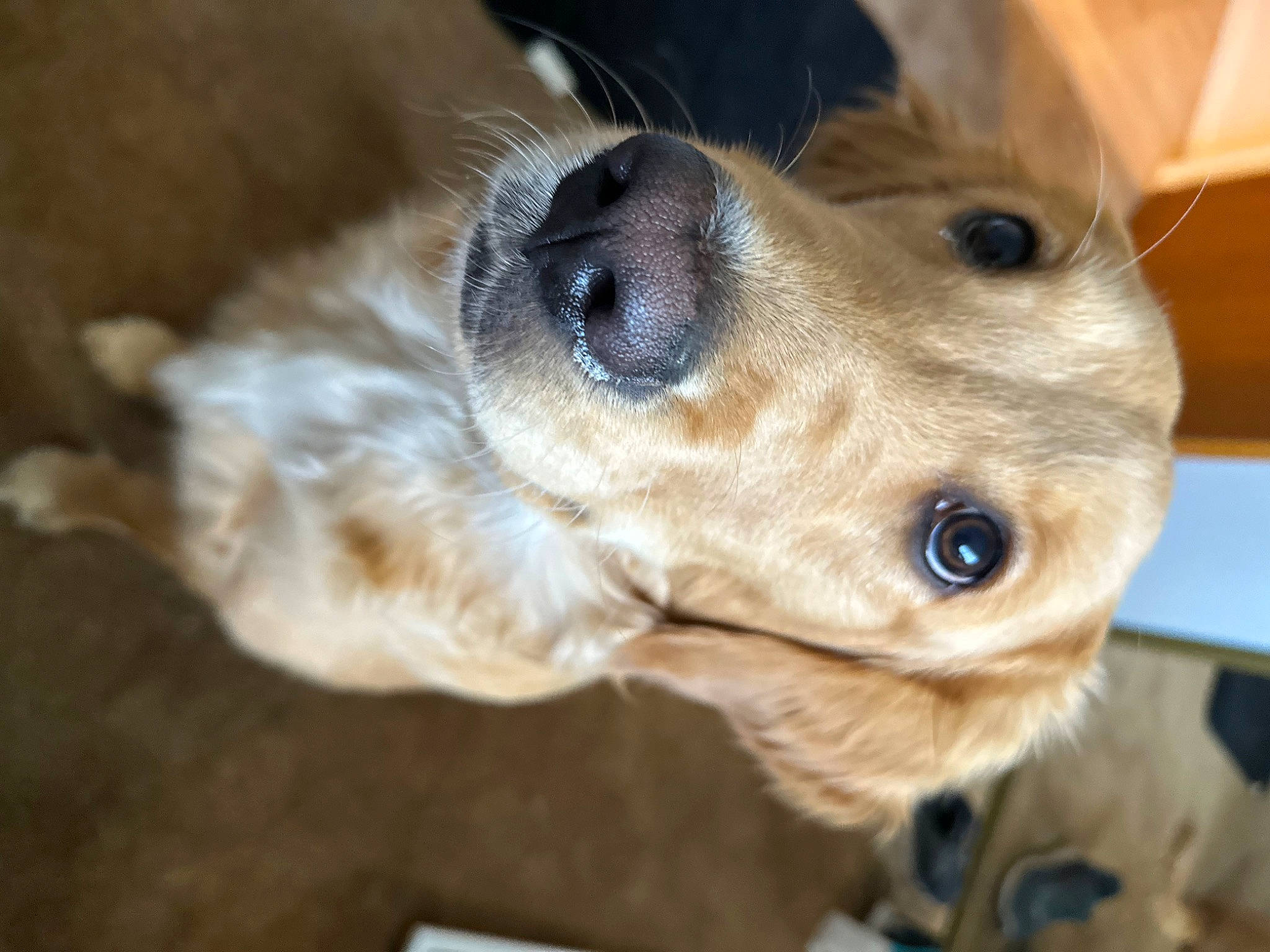 Remi joined the competition — help win amazing prizes! canidae, carnivore, collar, companion_dog, dog, dog_breed, ear, fawn, fur, golden_retriever, gun_dog, liver, musical_instrument, paw, pet_supply, retriever, snout, sporting_group, whiskers, working_animal