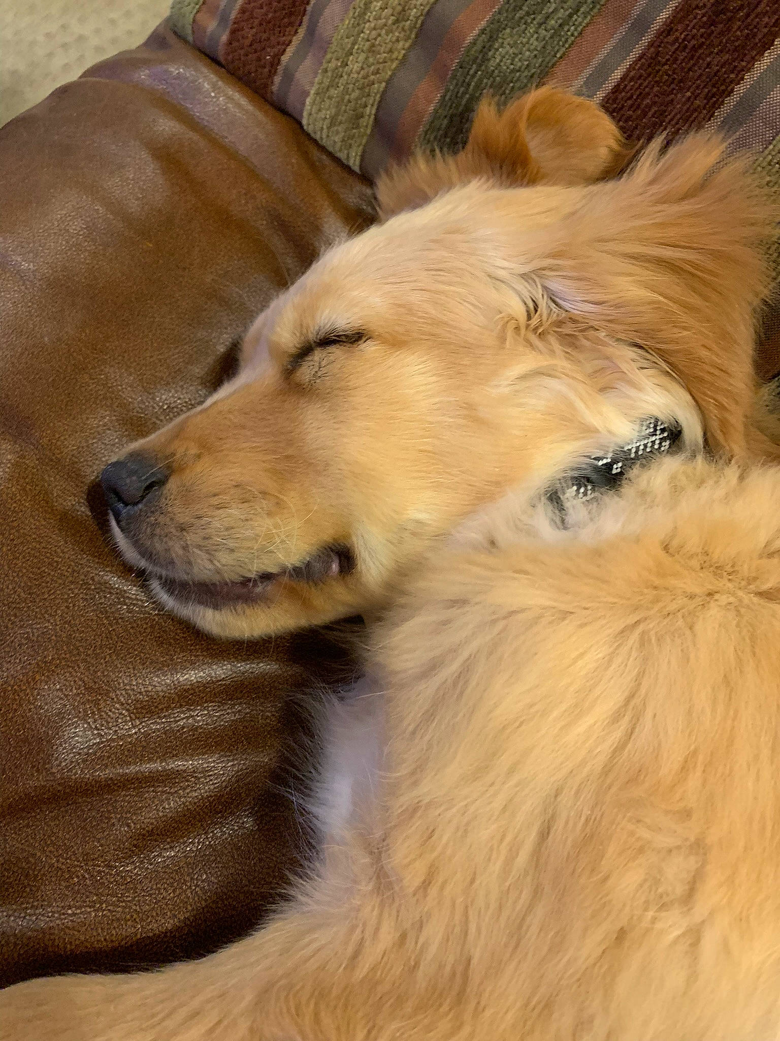 Remi is registered to the contest to win money with this photo: ancient_dog_breeds, canidae, carnivore, companion_dog, dog, dog_breed, fawn, fur, liver, shetland_sheepdog, snout, sporting_group, terrestrial_animal, tree, whiskers, wildlife, winter, working_dog