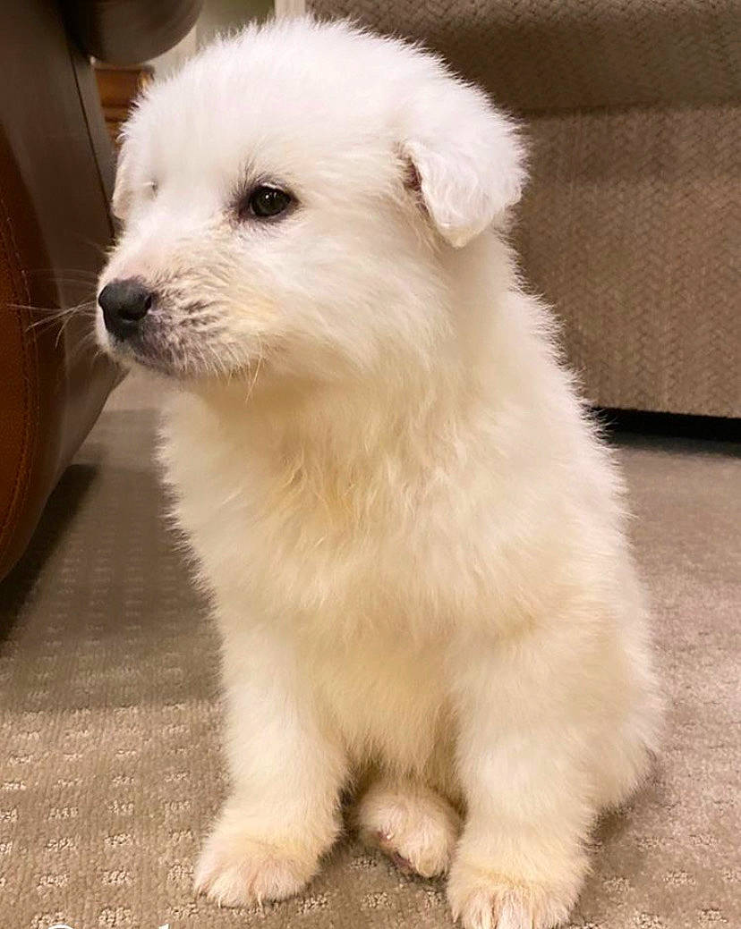 Nora joined the competition — help win amazing prizes! ancient_dog_breeds, canidae, carnivore, companion_dog, dog, dog_breed, flooring, fur, japanese_spitz, non_sporting_group, samoyed, small_terrier, snout, sporting_group, terrestrial_animal, toy_dog, working_animal
