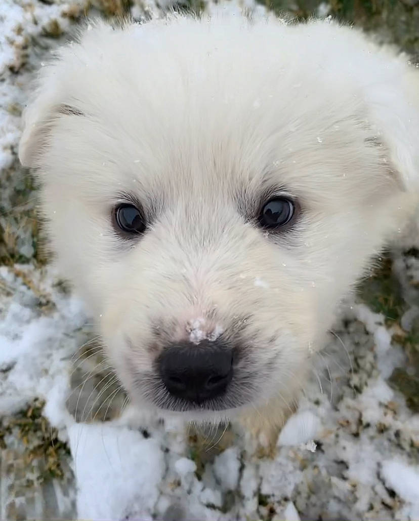 Nora joined the competition — help win amazing prizes! canidae, carnivore, companion_dog, dog, dog_breed, fur, non_sporting_group, plant, polish_tatra_sheepdog, puppy, snout, snow, sporting_group, terrestrial_animal, whiskers, winter