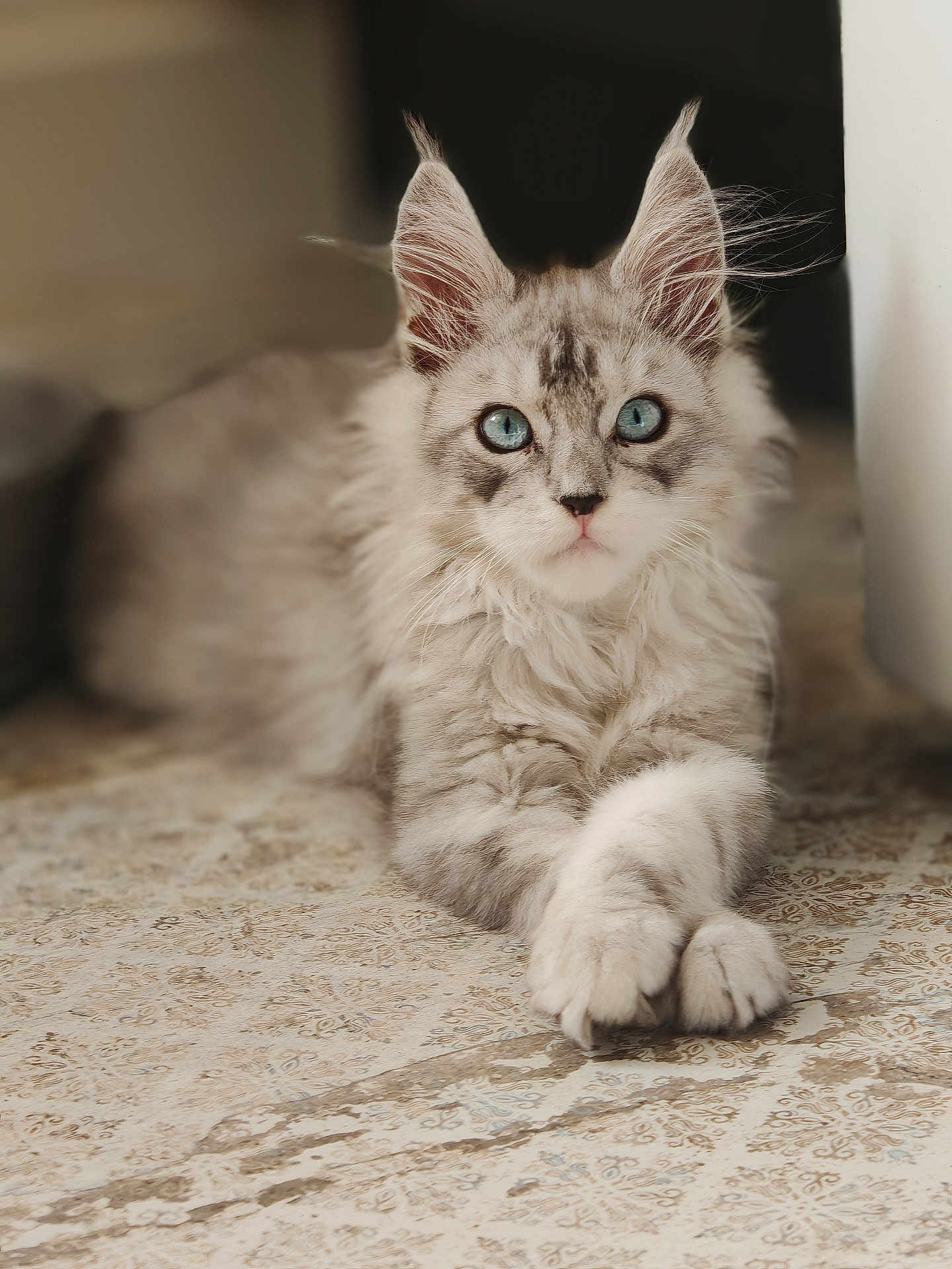 Wolverine participe au concours pour gagner de l'argent avec cette photo : cat, blue_eyes, fluffy, grey_fur, tile_floor, crossed_paws, indoor, pet, animal, portrait, relaxed, long_fur, whiskers, ears, close_up, cute, feline, domestic_cat, resting, soft_light