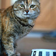 Mimine a rejoint le concours — aidez-le/la à gagner de superbes lots !