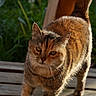 cat, tabby, animal, pet, outdoor, wooden_deck, sunlight, fur, greenery, nature, mammal, whiskers, tail, portrait, close_up, walking, daylight, domestic_cat, feline, curious