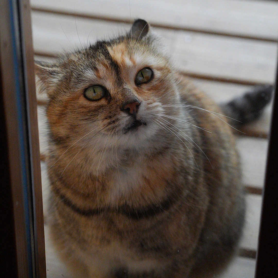 Mimine participe au concours pour gagner de l'argent avec cette photo : cat, tabby_cat, green_eyes, whiskers, fur, outdoor, wooden_deck, glass_door, curious, pet, animal, sitting, looking_up, close_up, domestic_cat, feline, striped_fur, daylight, window, waiting