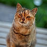 Mimine a rejoint le concours — aidez-le/la à gagner de superbes lots ! cat, tabby, animal, pet, outdoor, wooden_surface, green_background, whiskers, ears, eyes, feline, sitting, closeup, portrait, nature, domestic_animal, fur, cute, calm, daylight