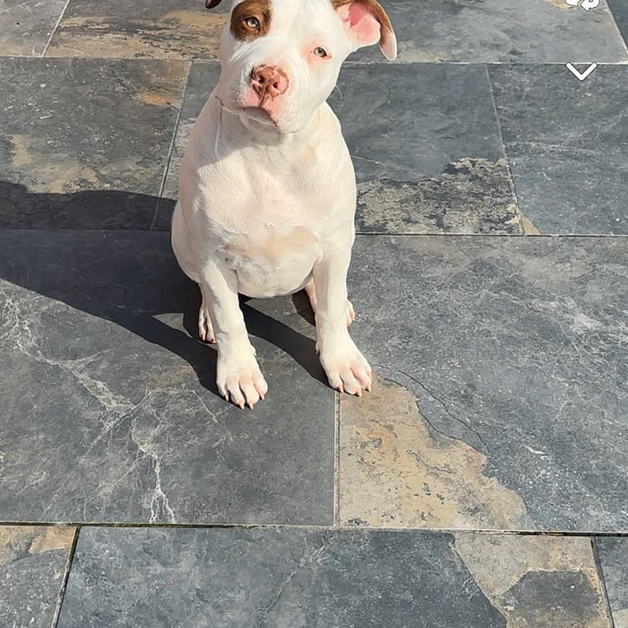 Iris participe au concours pour gagner de l'argent avec cette photo : animal, bostonbull, boxer, bulldog, canine, dog, flagstone, frenchbulldog, hound, path, pet, pitbull, puppy, sidewalk, slate, snout, terrier, tile, walkway, whitedog