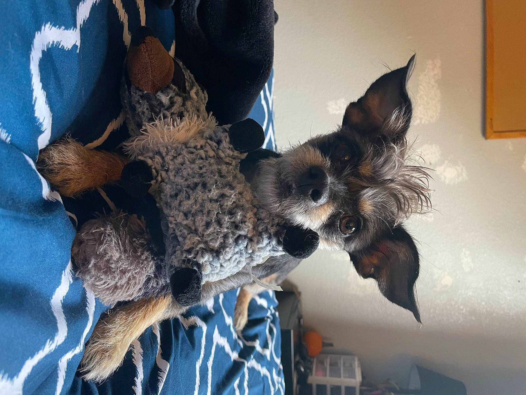 Bacon is registered to the contest to win money with this photo: bat, blue, canidae, carnivore, dog_breed, dress, fawn, feather, felidae, fur, grey, owl, personal_protective_equipment, picture_frame, safety_glove, small_to_medium_sized_cats, snout, sporting_group, tail, whiskers