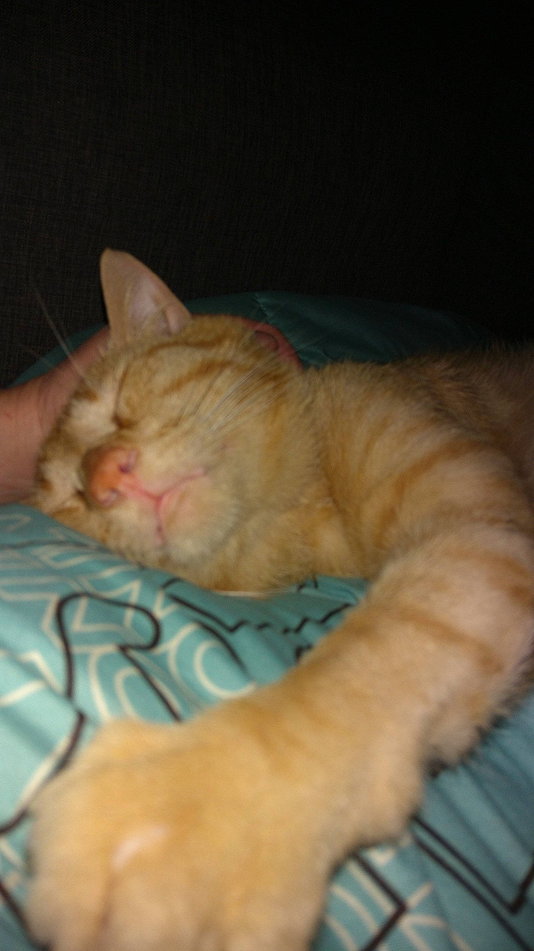 Brad Pitt participe au concours pour gagner de l'argent avec cette photo : carnivore, cat, claw, comfort, domestic_short_haired_cat, fawn, felidae, fur, nap, paw, sitting, sleep, small_to_medium_sized_cats, snout, tail, whiskers, wrinkle