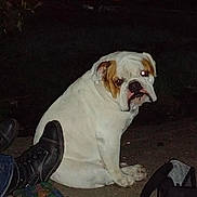 Jazper Knight is registered to the contest to win money with this photo: backpack, boots, brown_patch, bulldog, candid, companion, dog, evening, flash_glow, looking_at_camera, night, outdoors, pavement, pet, portrait, shoe, sitting, streetlight, white_fur, yard