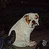 backpack, boots, brown_patch, bulldog, candid, companion, dog, evening, flash_glow, looking_at_camera, night, outdoors, pavement, pet, portrait, shoe, sitting, streetlight, white_fur, yard