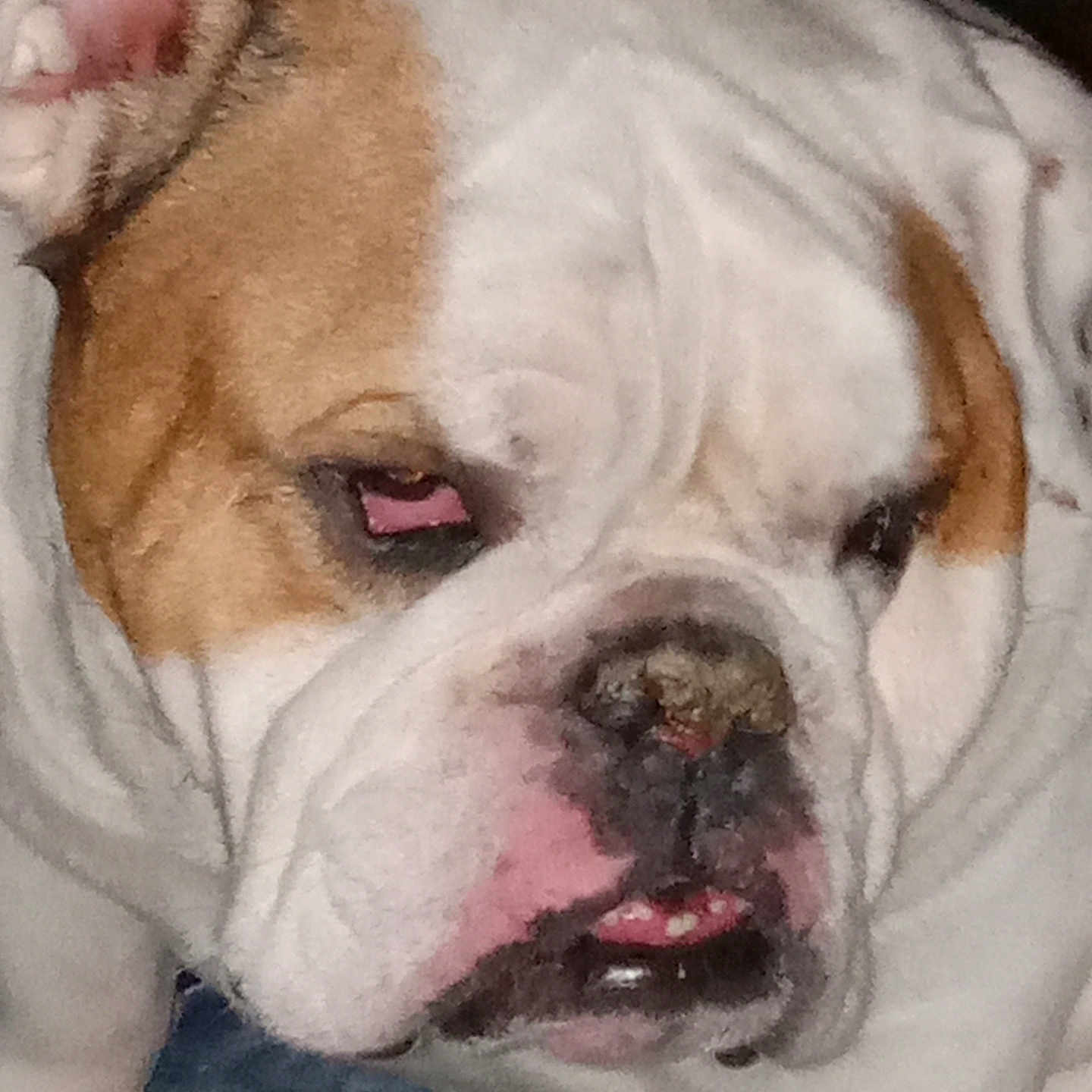 Jazper Knight joined the competition — help win amazing prizes! animal, baby, boxer, bulldog, canine, dog, face, frenchbulldog, head, person, pet, pitbull, puppy