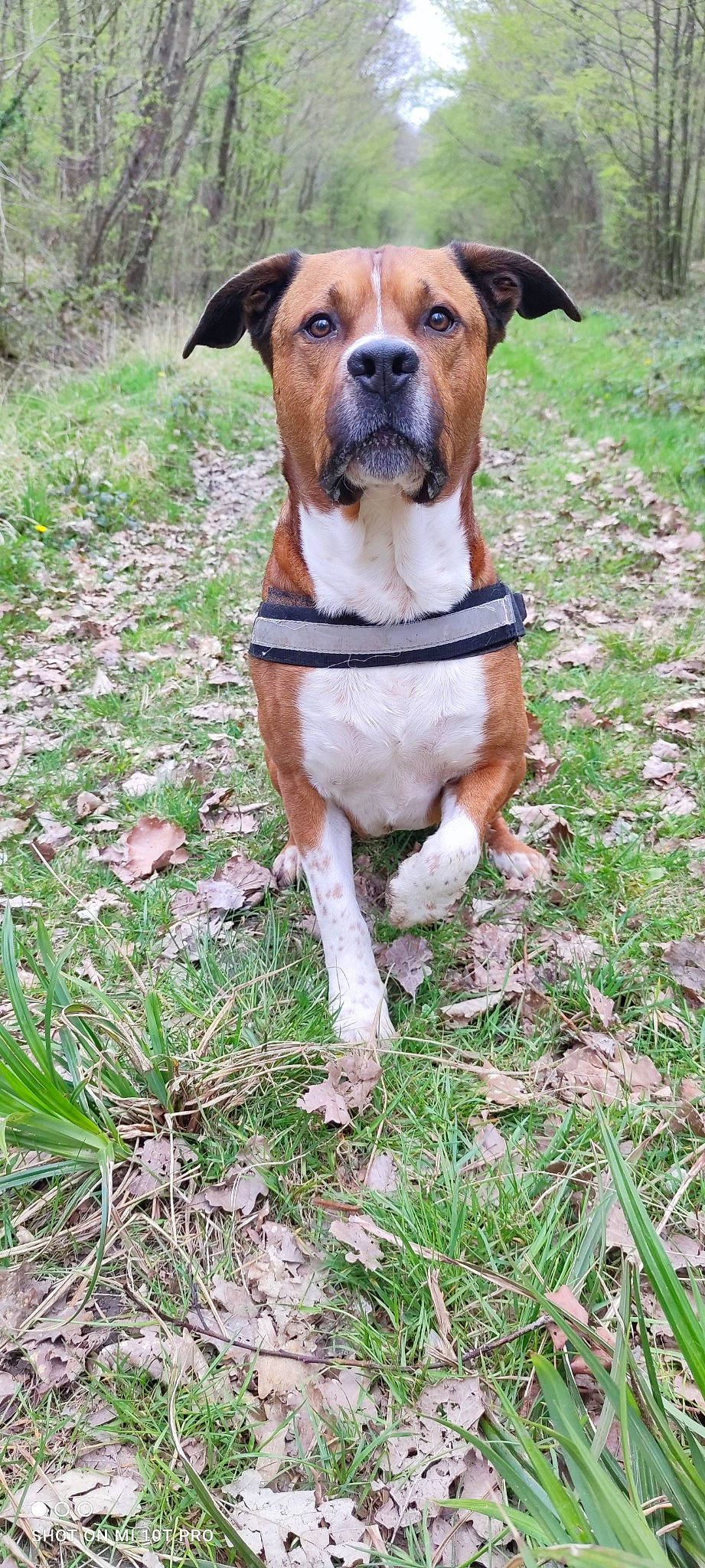 Dinar participe au concours pour gagner de l'argent avec cette photo : adventure, canidae, carnivore, collar, companion_dog, dog, dog_breed, dog_clothes, dog_collar, dog_supply, fawn, grass, leash, pet_supply, plant, snout, sporting_group, tree, whiskers, working_animal