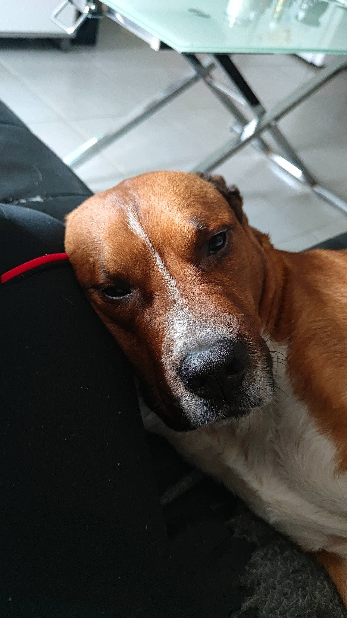 Dinar a rejoint le concours — aidez-le/la à gagner de superbes lots ! animal_shelter, canidae, carnivore, collar, companion_dog, dog, dog_breed, ear, fawn, fur, hound, liver, pet_supply, scent_hound, snout, sporting_group, street_dog, terrestrial_animal, whiskers, working_animal