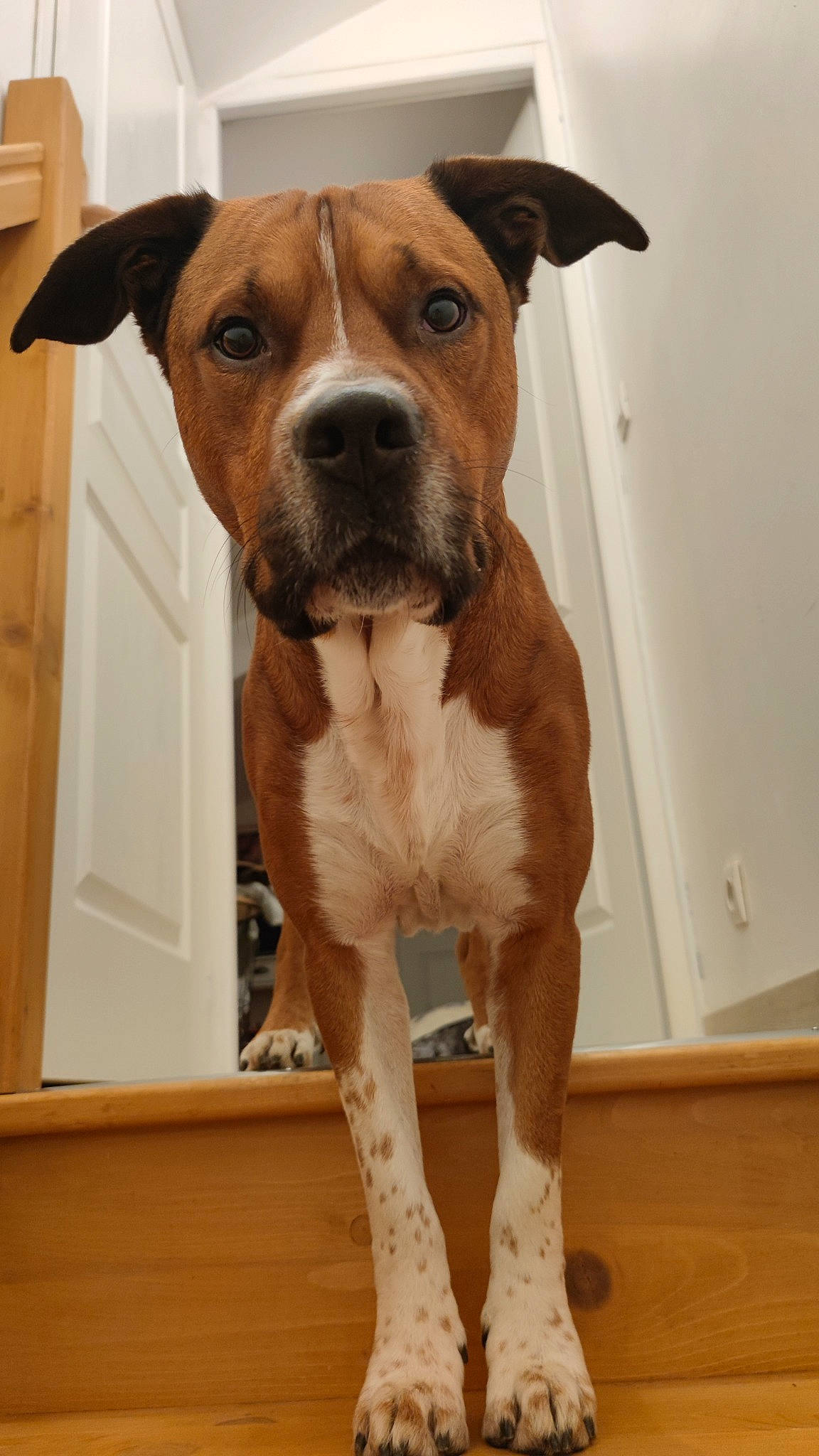 Dinar a rejoint le concours — aidez-le/la à gagner de superbes lots ! canidae, carnivore, collar, companion_dog, dog, dog_breed, dog_collar, door, fawn, flooring, fur, hardwood, liver, pet_supply, snout, sporting_group, whiskers, wood, working_animal, working_dog