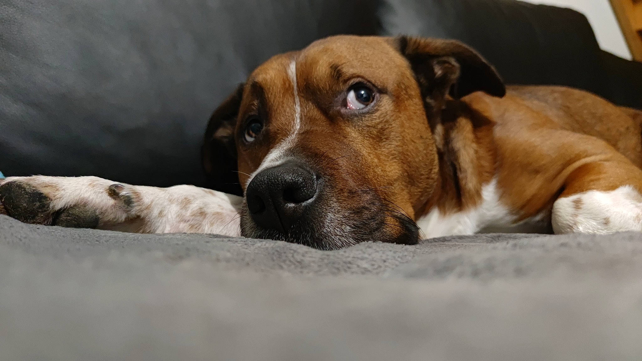 Dinar a rejoint le concours — aidez-le/la à gagner de superbes lots ! ancient_dog_breeds, canidae, carnivore, collar, companion_dog, dog, dog_breed, fawn, fur, hound, hunting_dog, non_sporting_group, scent_hound, sporting_group, street_dog, terrestrial_animal, whiskers, working_dog