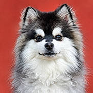 Bounty participe au concours pour gagner de l'argent avec cette photo : adorable, alert, animal, background, black_and_white, canine, cute, dog, ears, face, fluffy, furry, isolated, long_hair, looking_at_camera, muzzle, nose, pet, portrait, studio_shot